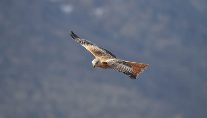 À la découverte du milan royal et des actions menées en sa faveur